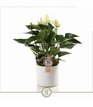 Anthurium