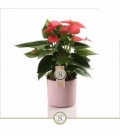 Anthurium