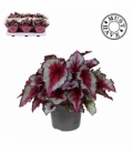 Begonia