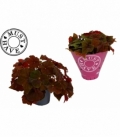 Begonia