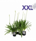 Agapanthus