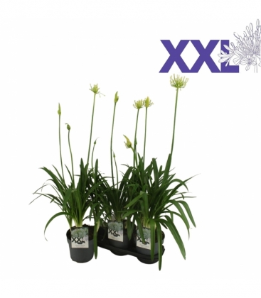 Agapanthus