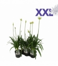 Agapanthus