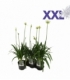 Agapanthus