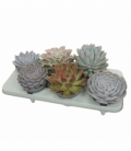 Echeveria