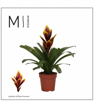 Vriesea