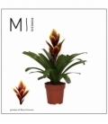 Vriesea