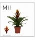 Vriesea