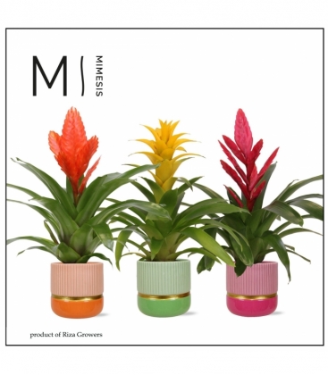 Bromelia