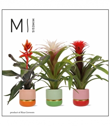 Bromelia