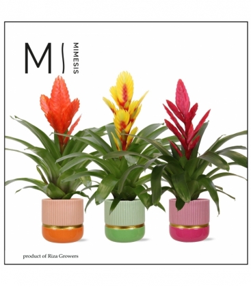 Vriesea