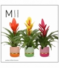 Vriesea