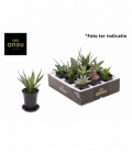 Sansevieria