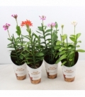 Epidendrum