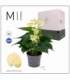 Anthurium