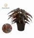 Begonia