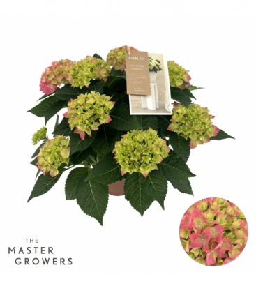 Hydrangea