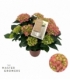 Hydrangea