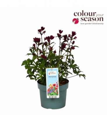 Astrantia