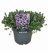 Thymus
