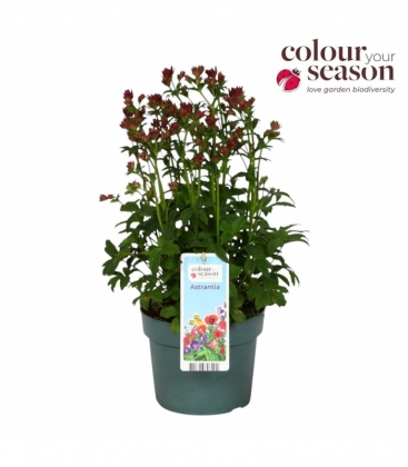Astrantia