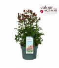 Astrantia