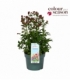 Astrantia