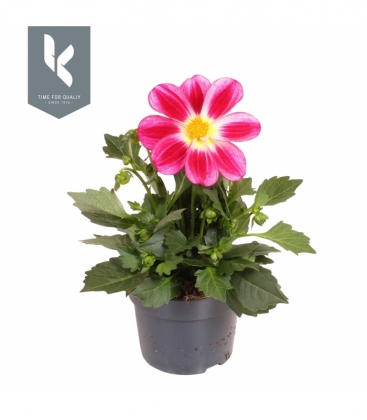Dahlia