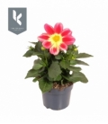Dahlia