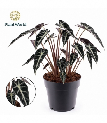 Alocasia