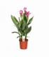 Curcuma