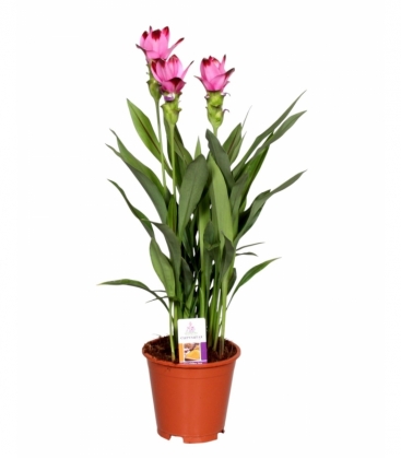 Curcuma