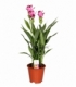 Curcuma