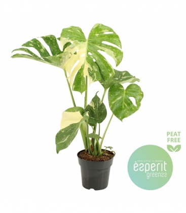 Monstera