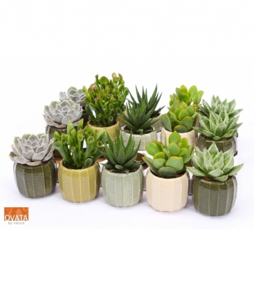 succulents