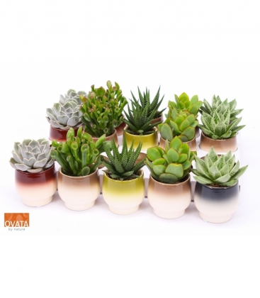 succulents