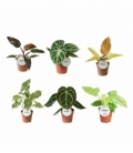 Indoor