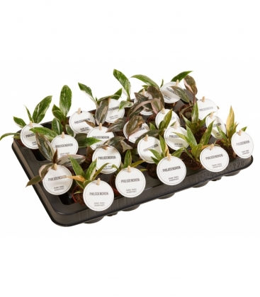 Philodendron