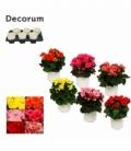 Begonia