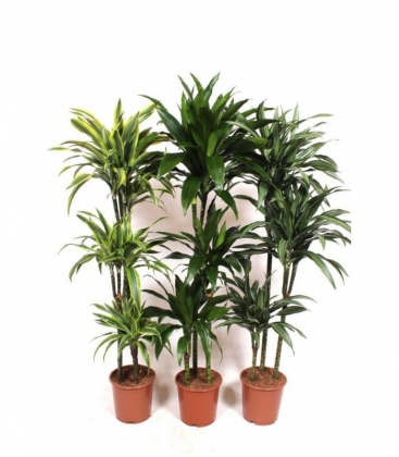 Dracaena