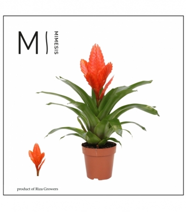 Vriesea