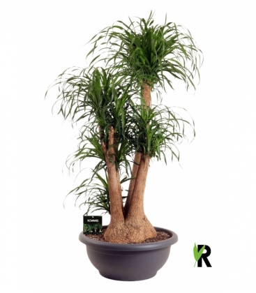 Beaucarnea