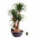 Beaucarnea