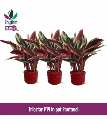 Calathea