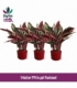Calathea