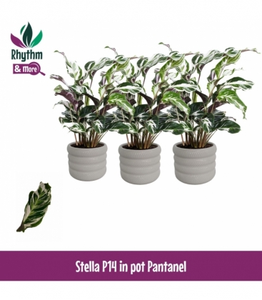 Calathea