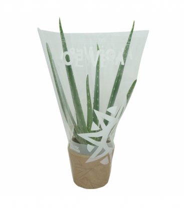 Aloe
