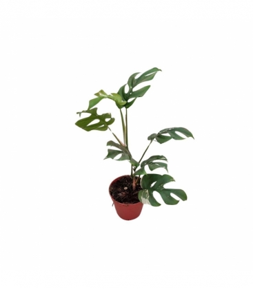 Monstera