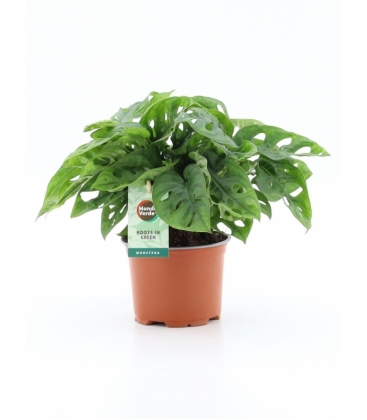 Monstera