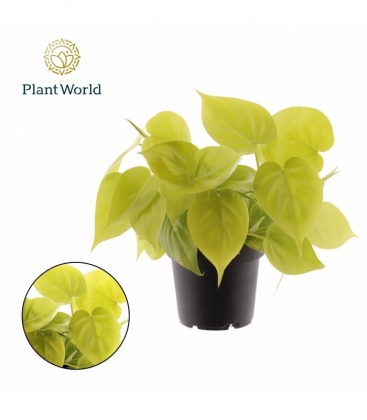 Philodendron